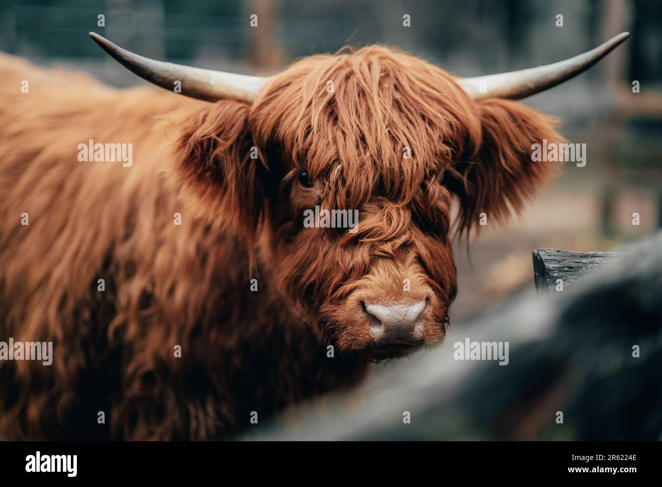 A close up of a Scottish highland cow in a paddock Stock Photo - Alamy