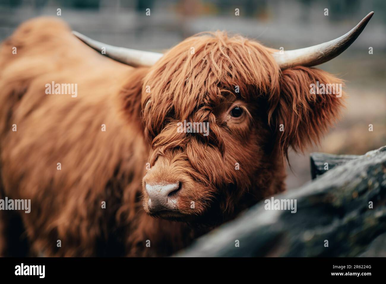 A close up of a Scottish highland cow in a paddock Stock Photo - Alamy