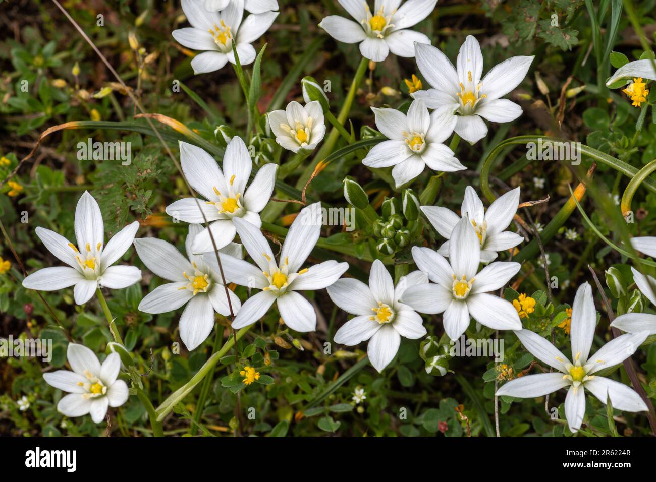 Common star of Bethlehem (Ornithogalum umbellatum) flowers, a bulbous perennial plant flowering in May, Italy, Europe Stock Photo