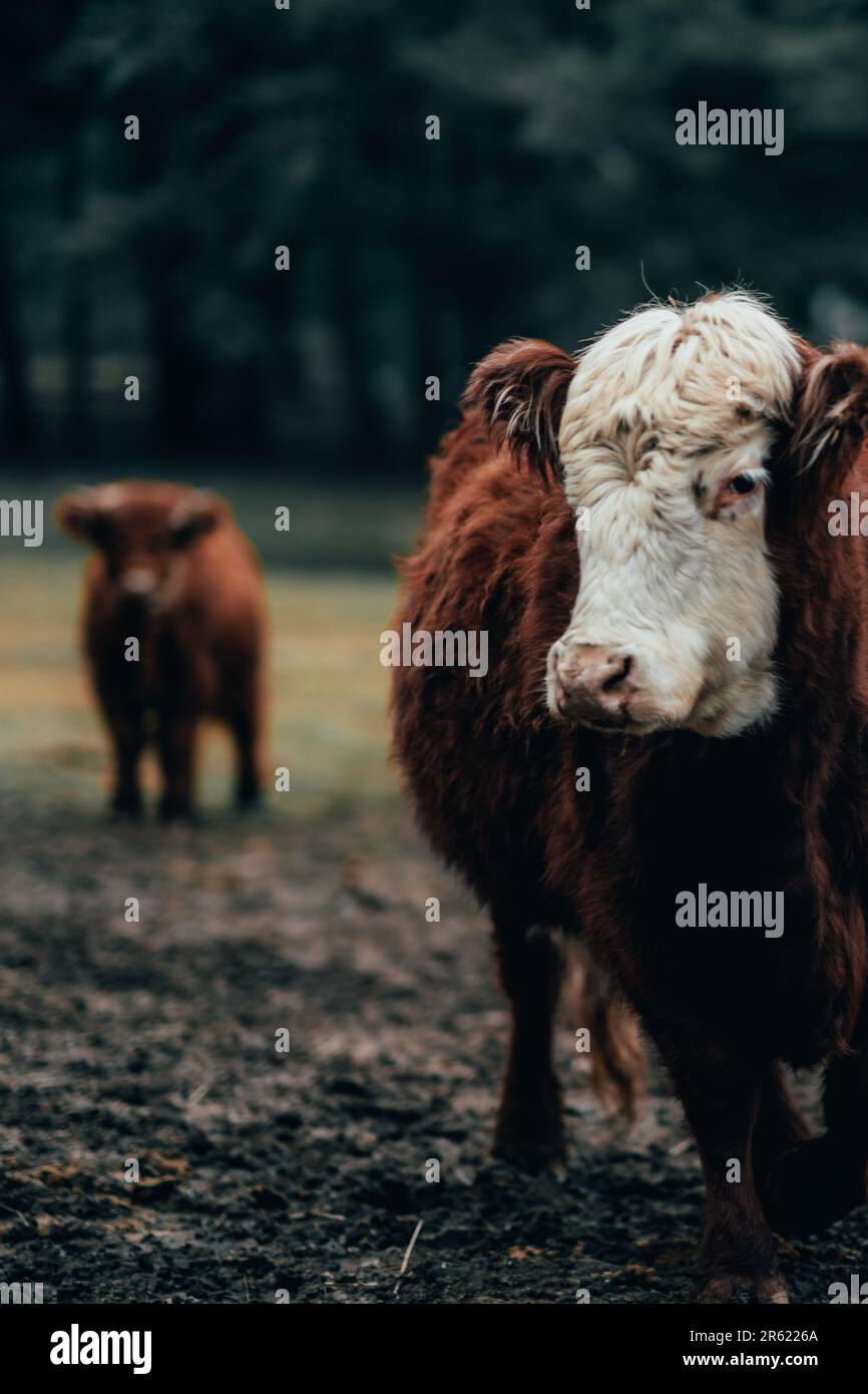 A vertical shot of a Scottish highland cow in a paddock Stock Photo - Alamy
