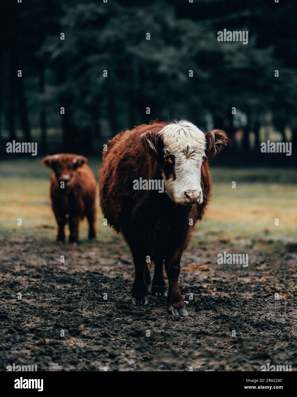 A vertical shot of two Scottish highland cows in a paddock Stock Photo ...