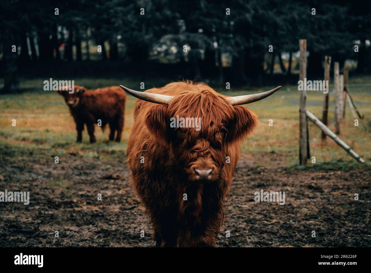 A close up of a Scottish highland cow in a paddock Stock Photo - Alamy