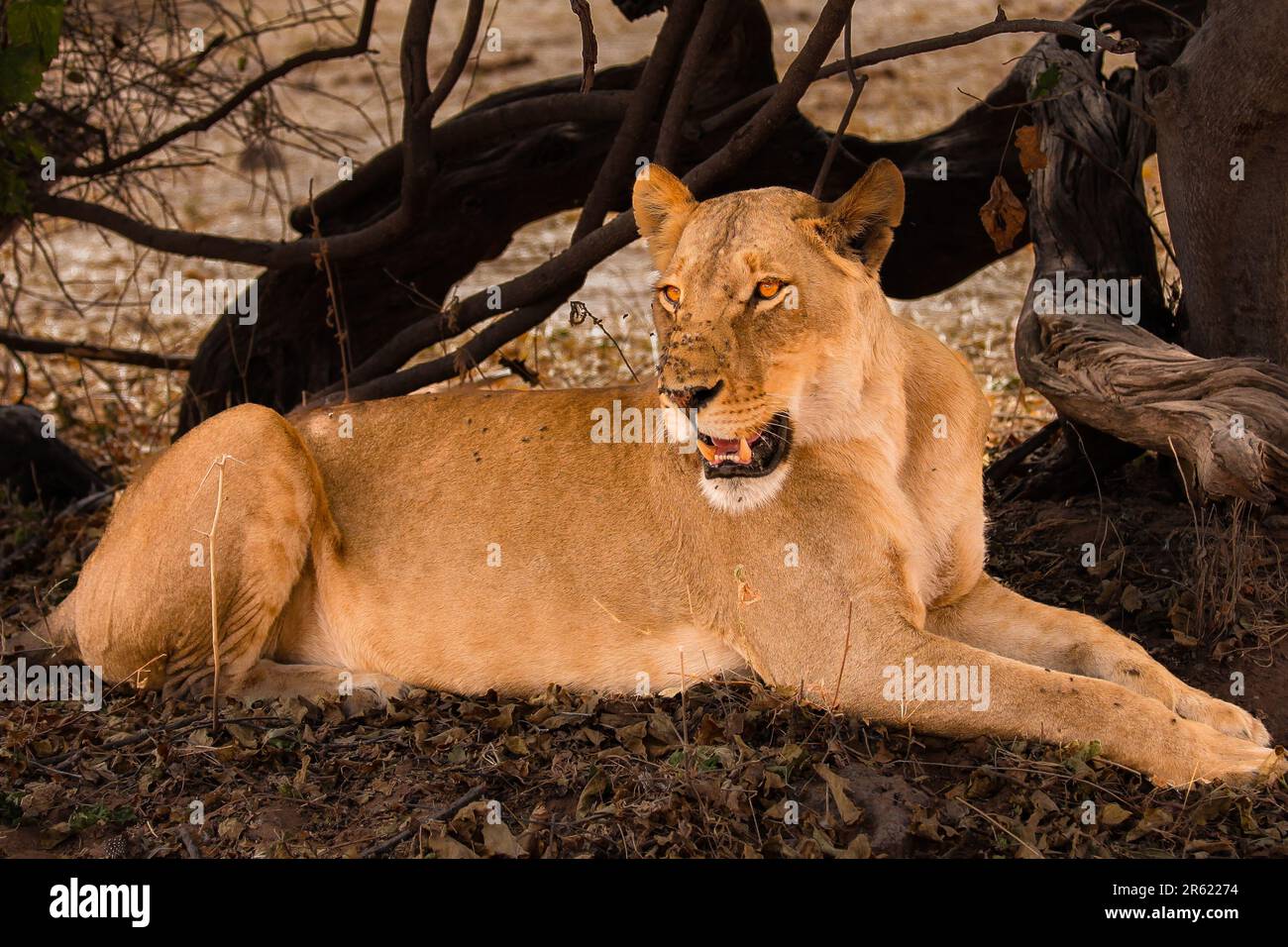 A stalking lioness bides her time Stock Photo