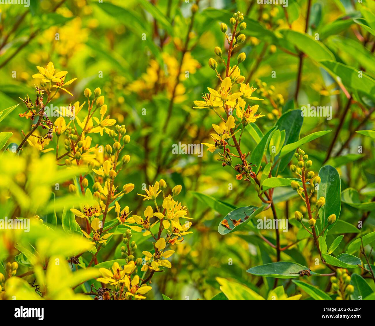 A vibrant outdoor scene featuring lush green bushes with bright yellow Galphimia Gracilis basking in the warm sunlight Stock Photo