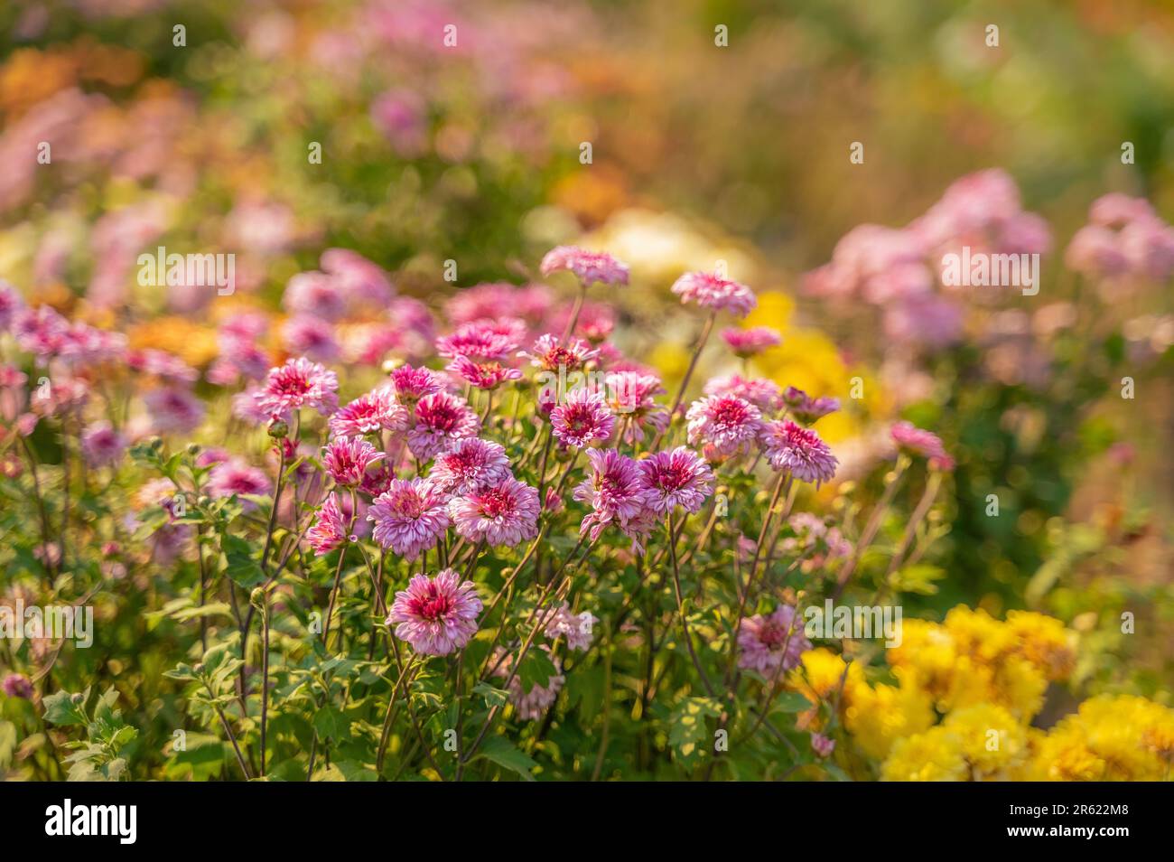 Many colorful flowers of chrysanthemum fully bloomed in the garden and blurry bokeh background of flowers. Selective focus used. Stock Photo