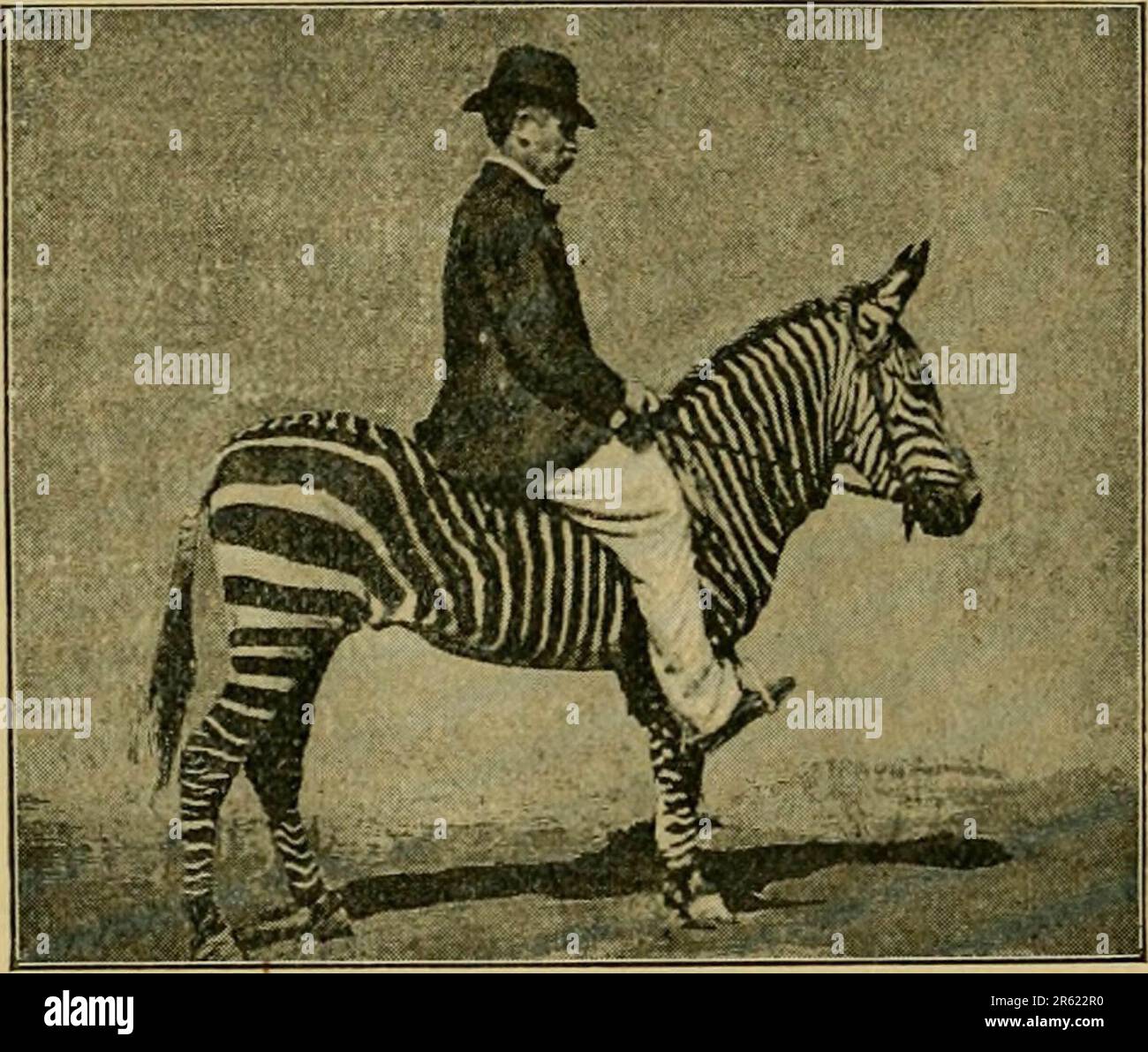 "Among men and horses" (1894) Stock Photo