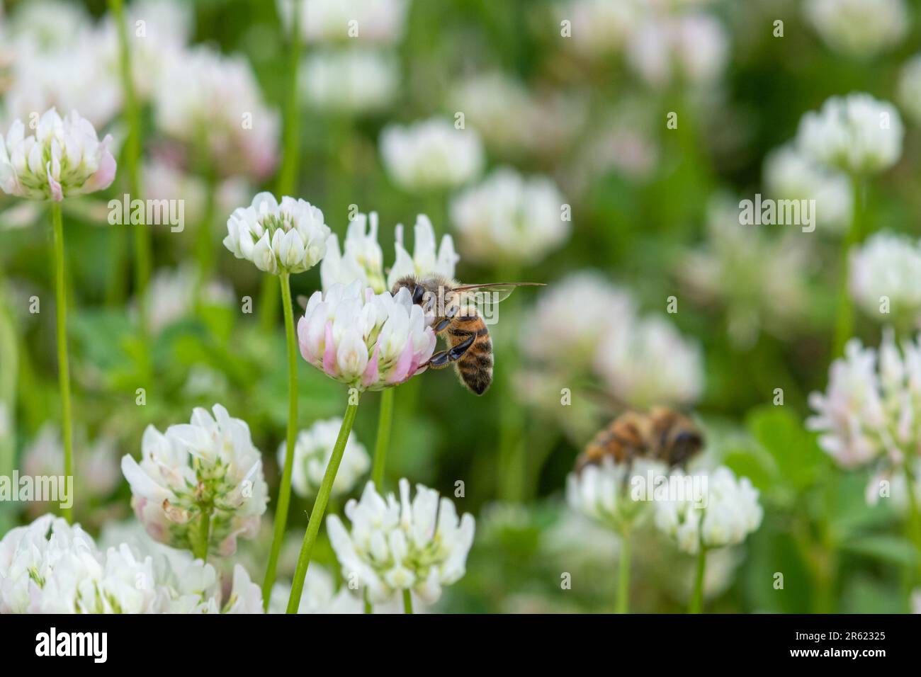 Honey bees (Apis mellifera) insects pollinators nectaring on white clover wildflowers (Trifolium repens) Stock Photo