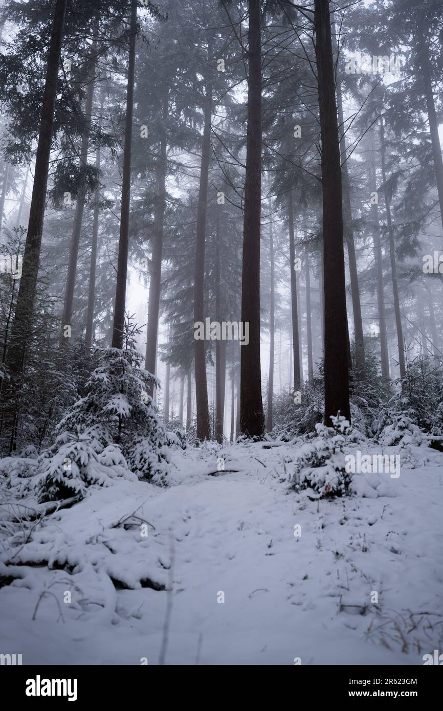 A picturesque winter scene of a snowy forest path with tall evergreen ...