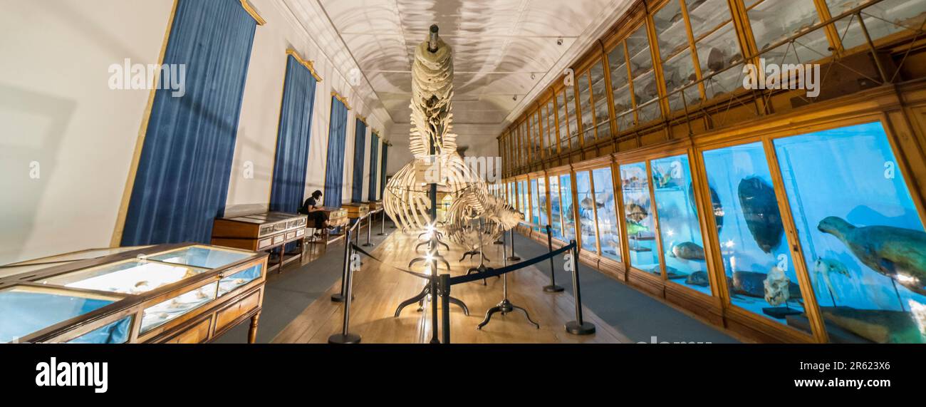 Coimbra, Portugal - Sept 6th 2019: Whale skeleton. Science Museum of the University of Coimbra. Natural History Cabinet. Stock Photo