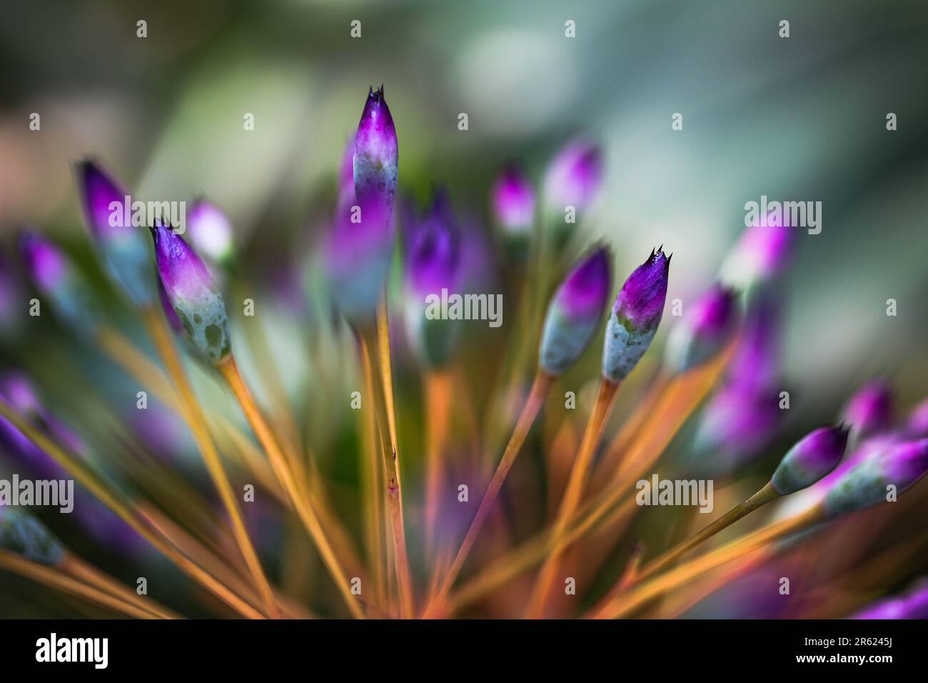 Vibrant swirl of colorful flowers hi-res stock photography and images ...