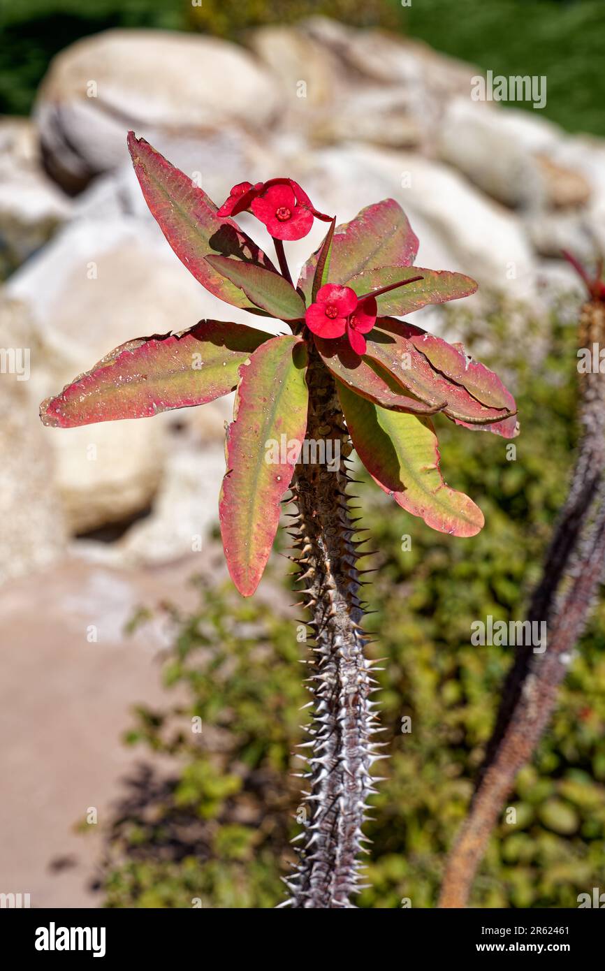 Crown of Thorns, or Euphorbia mili, plant in bloom. Sometimes called christplant. Red flowers at the top of a thorny stem Stock Photo
