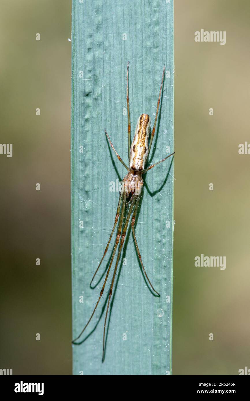 Long legs on spider hi-res stock photography and images - Alamy