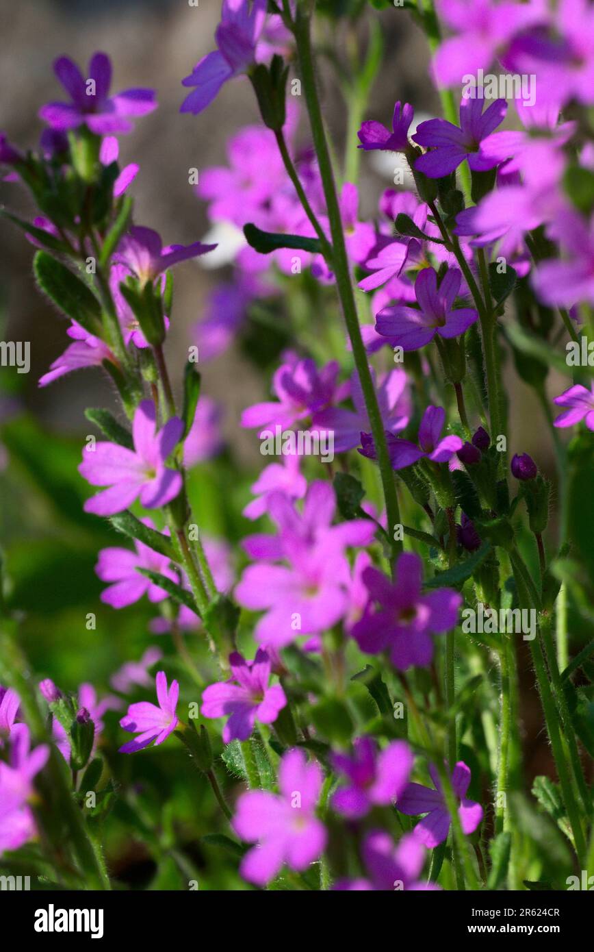 Rock clematis wildflowers hi-res stock photography and images - Alamy