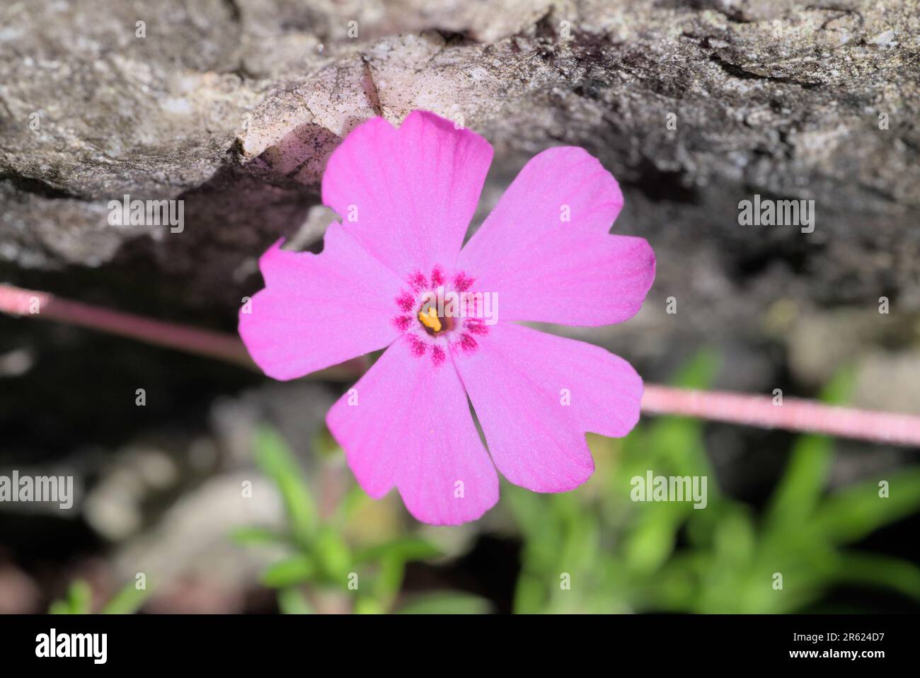 Rock clematis wildflowers hi-res stock photography and images - Alamy