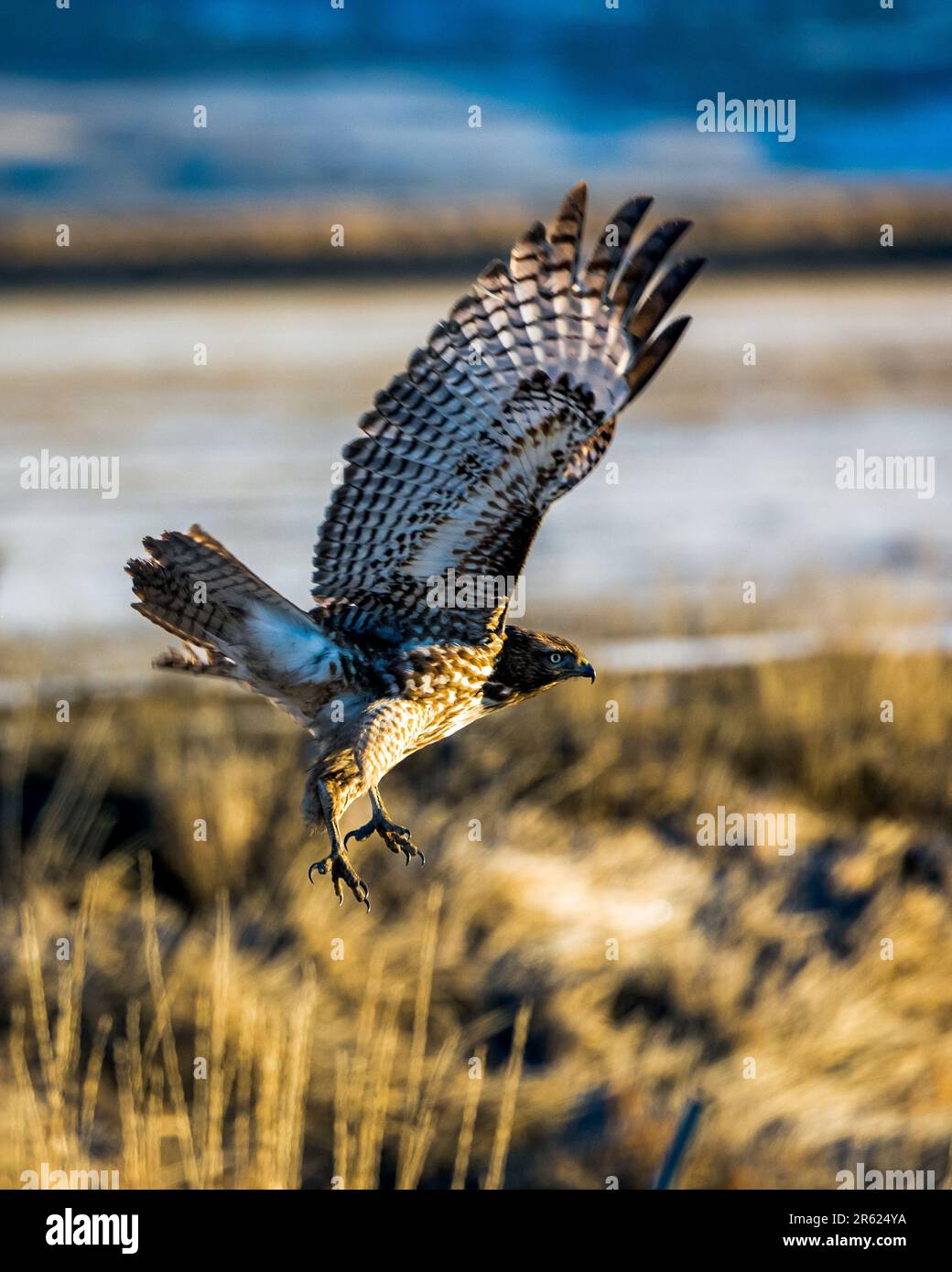 Hawk In Flight Images A majestic Red-Tailed Hawk is captured in flight against a clear blue ...