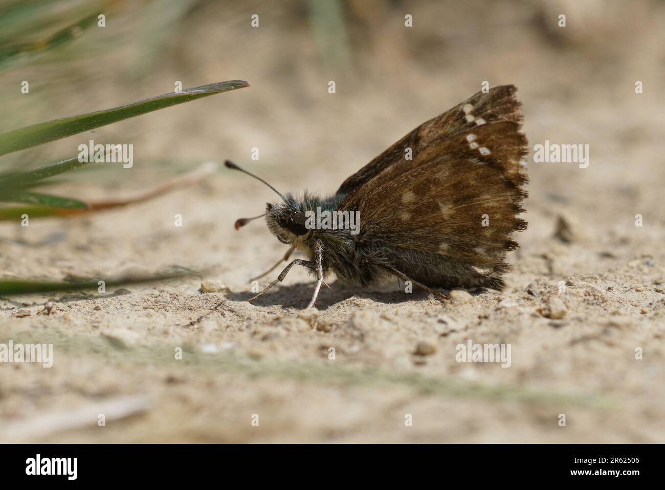 Natural closeup on a brown Mallow skipper, Carcharodus alceae sitting with closed wings on the ground Stock Photo