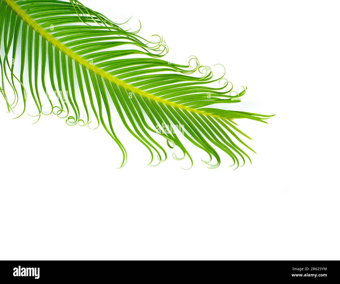 Frame with a green tropical leaf. Isolated on white Stock Photo - Alamy
