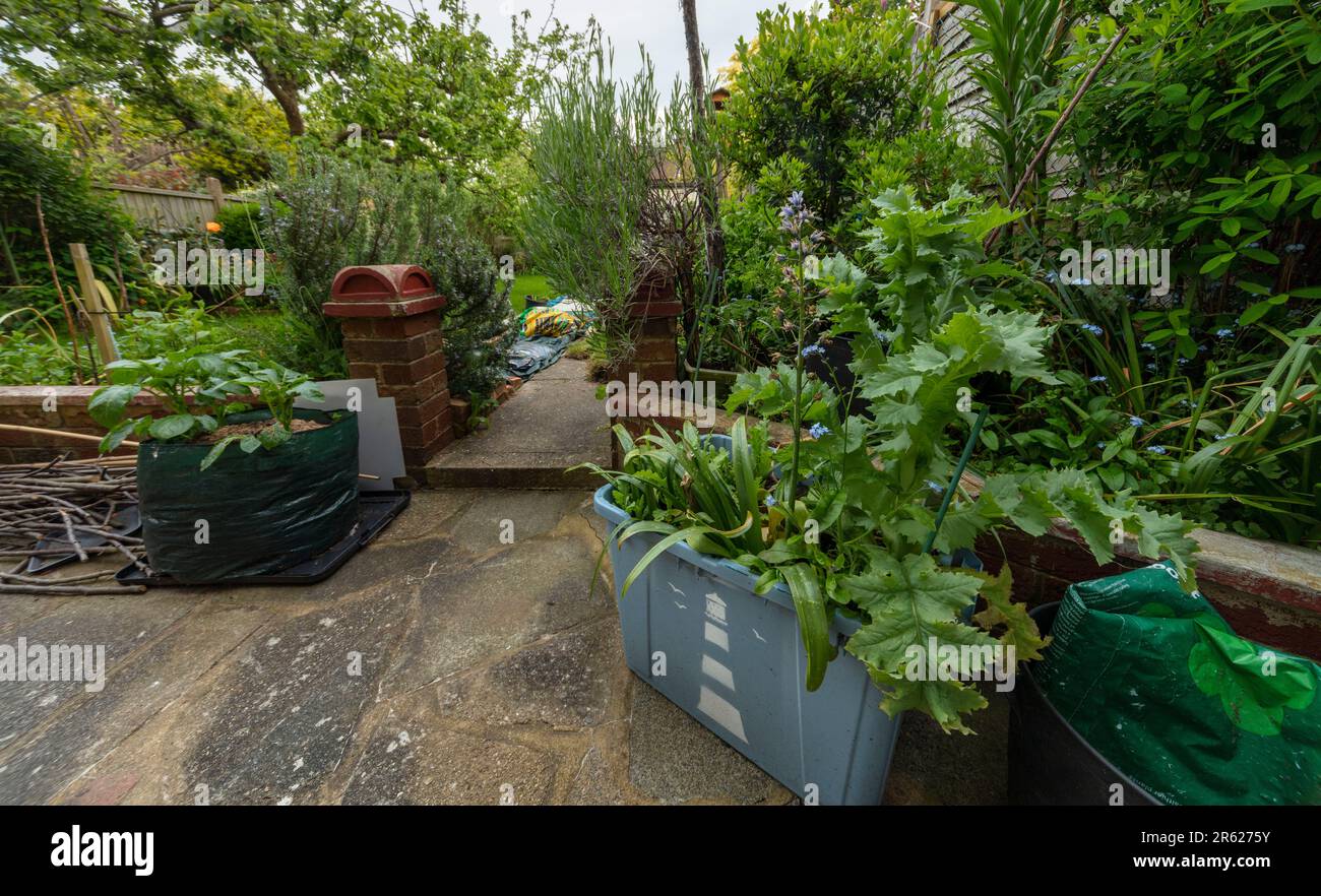 Plastic tubs being used as garden planters, with plants, in a