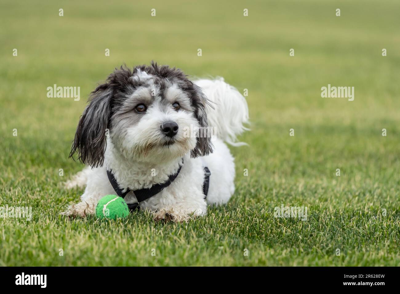 Black and White Havanese puppy playing fetch with green ball in backyard. Stock Photo