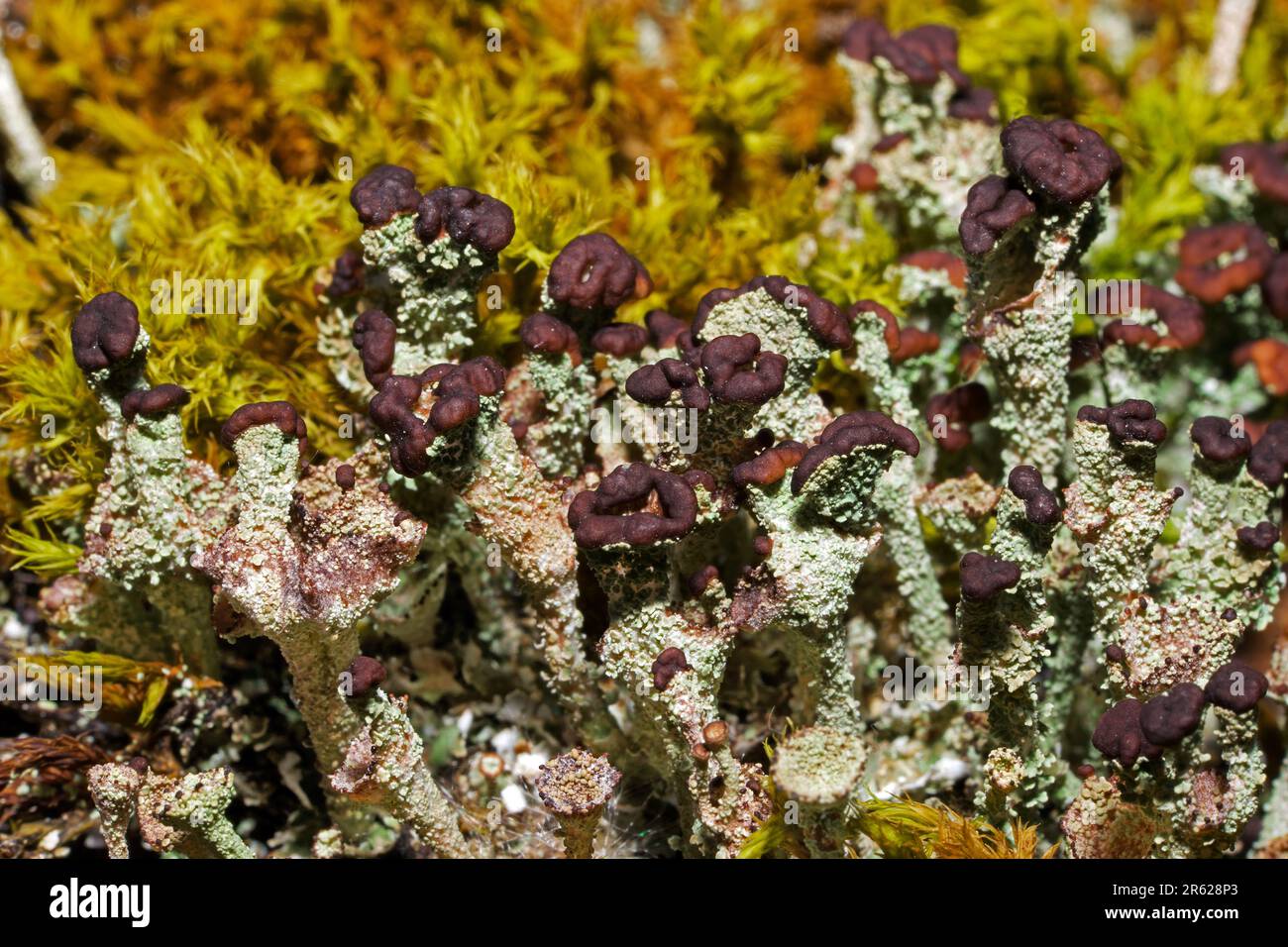 Cladonia ramulosa is a squamulose lichen found on acidic soils and rotting tree stumps. It has a global distribution. Stock Photo