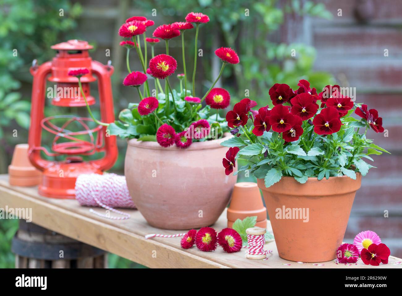 garden arrangement with red viola flower and bellis perennis in