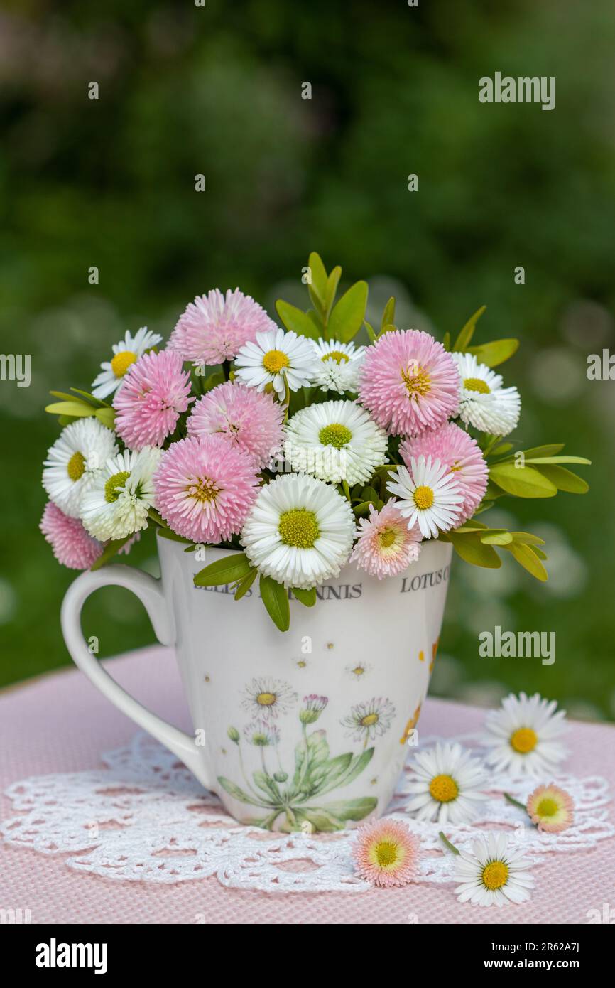 bouquet of pink and white bellis perennis in a cup Stock Photo