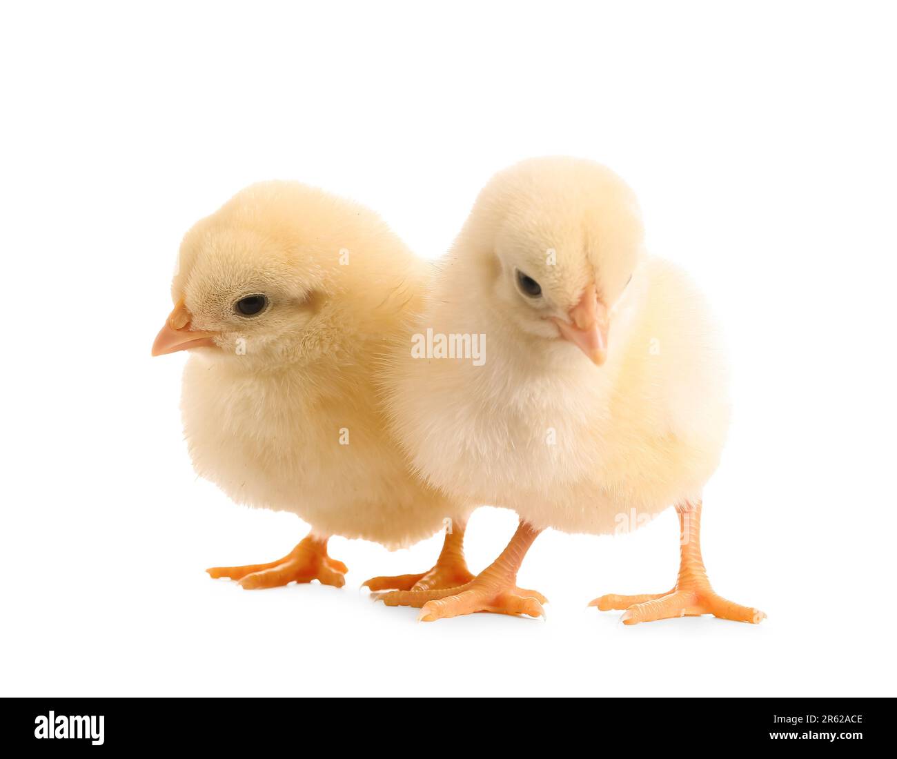 Cute little chicks on white background Stock Photo - Alamy