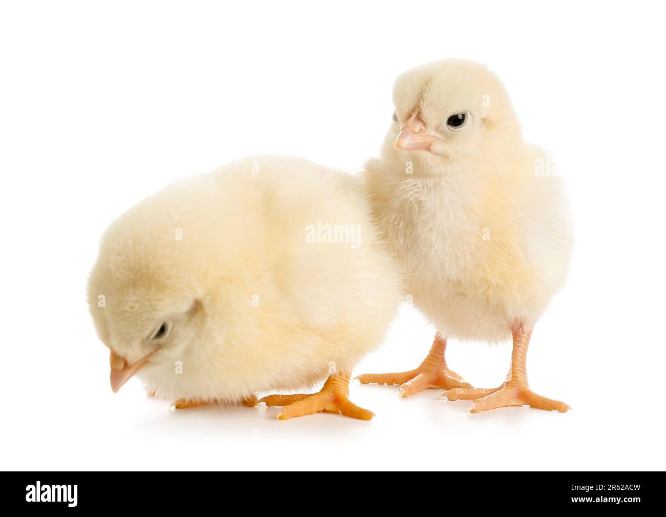 Cute little chicks on white background Stock Photo - Alamy