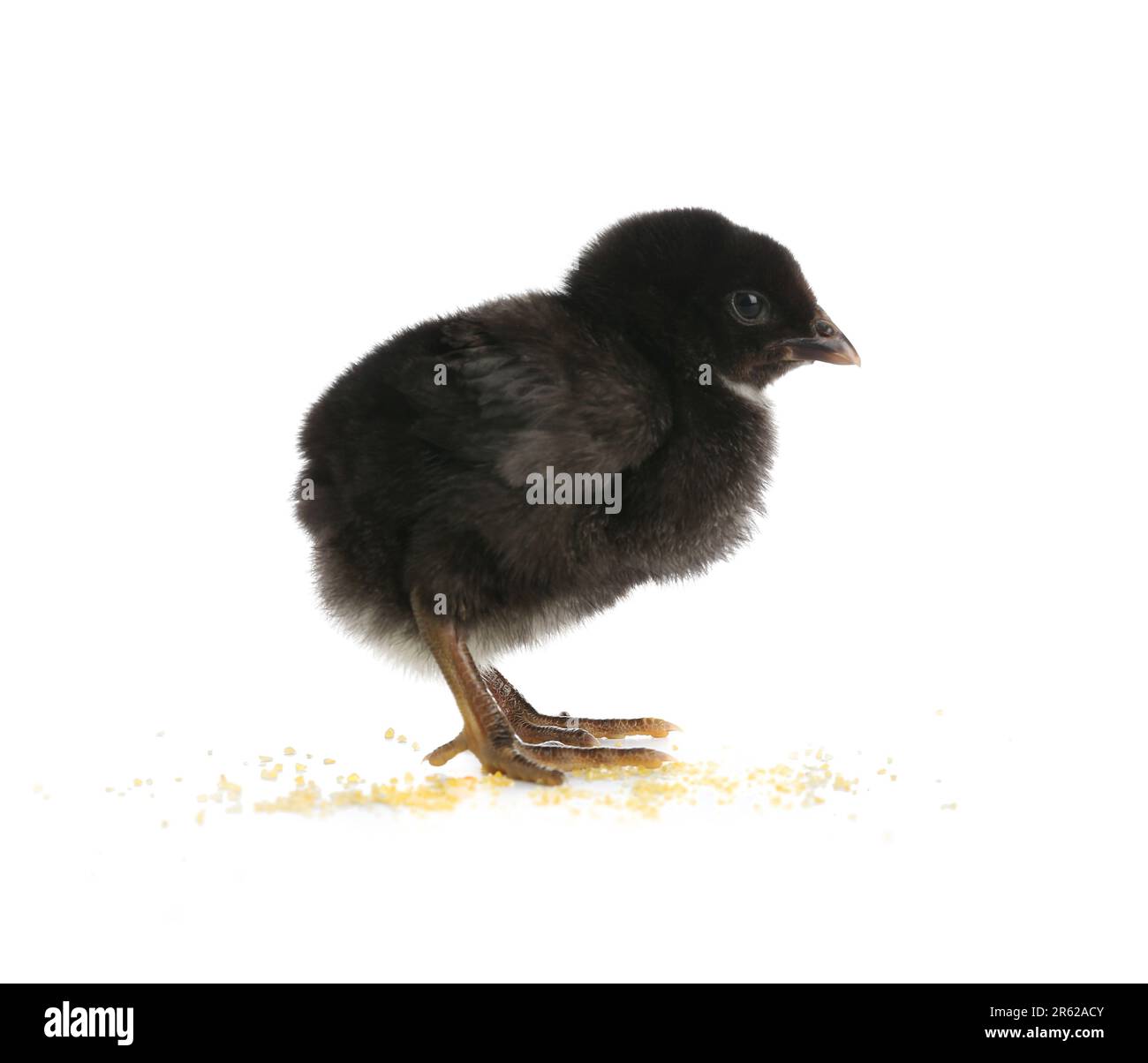 Cute little chick on white background Stock Photo