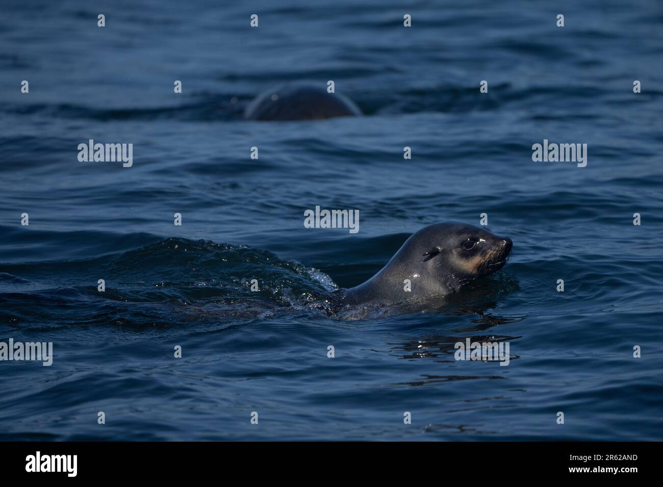 Brown fur seal (Arctocephalus pusillus), also known as the Cape fur seal Stock Photo
