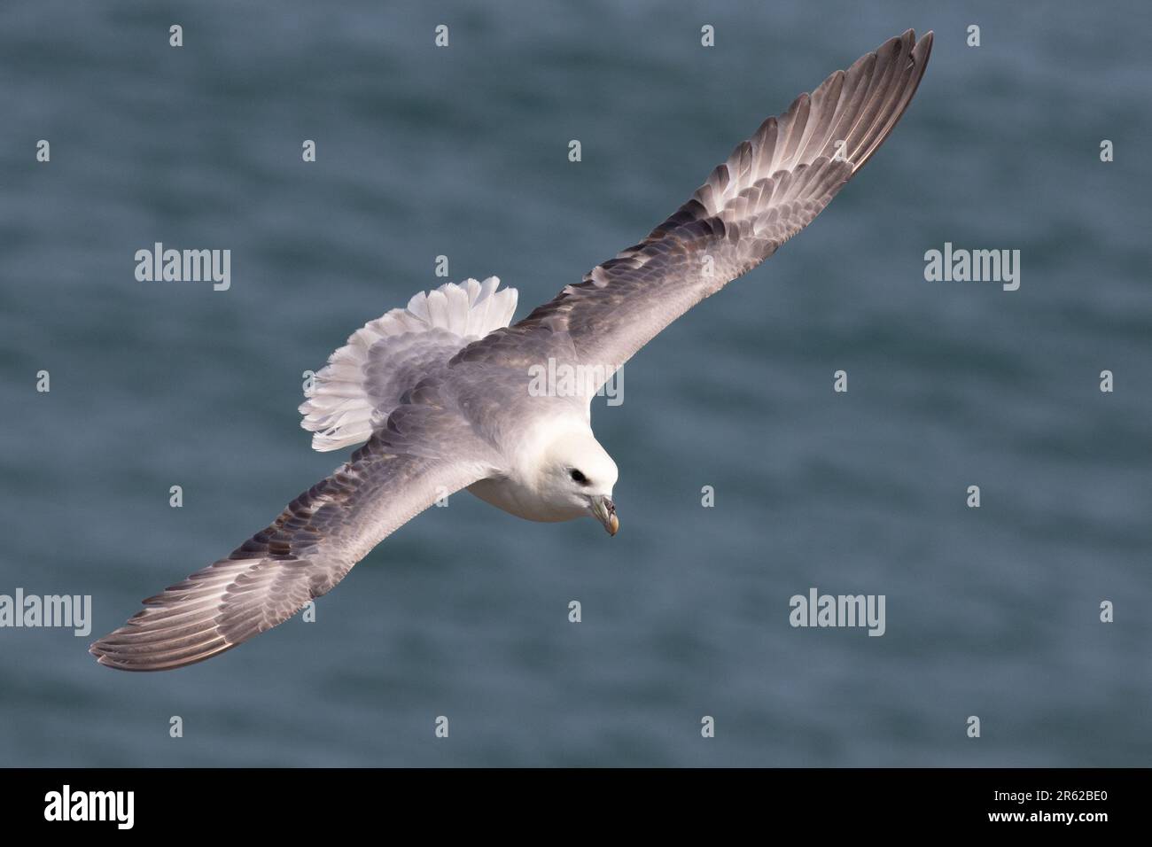 Fulmar in flight. Stock Photo