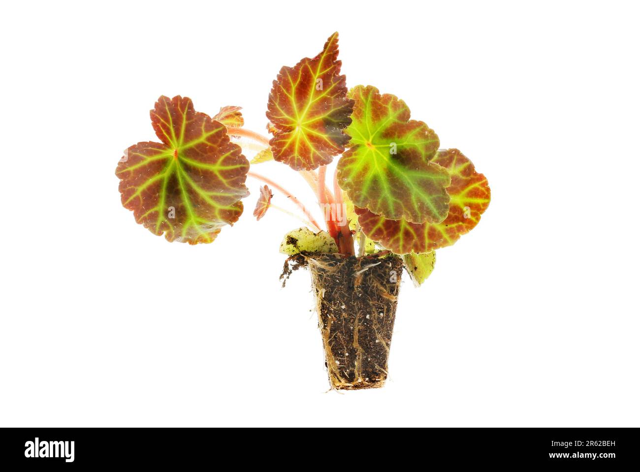 Begonia plug plant seedling isolated against white Stock Photo Alamy