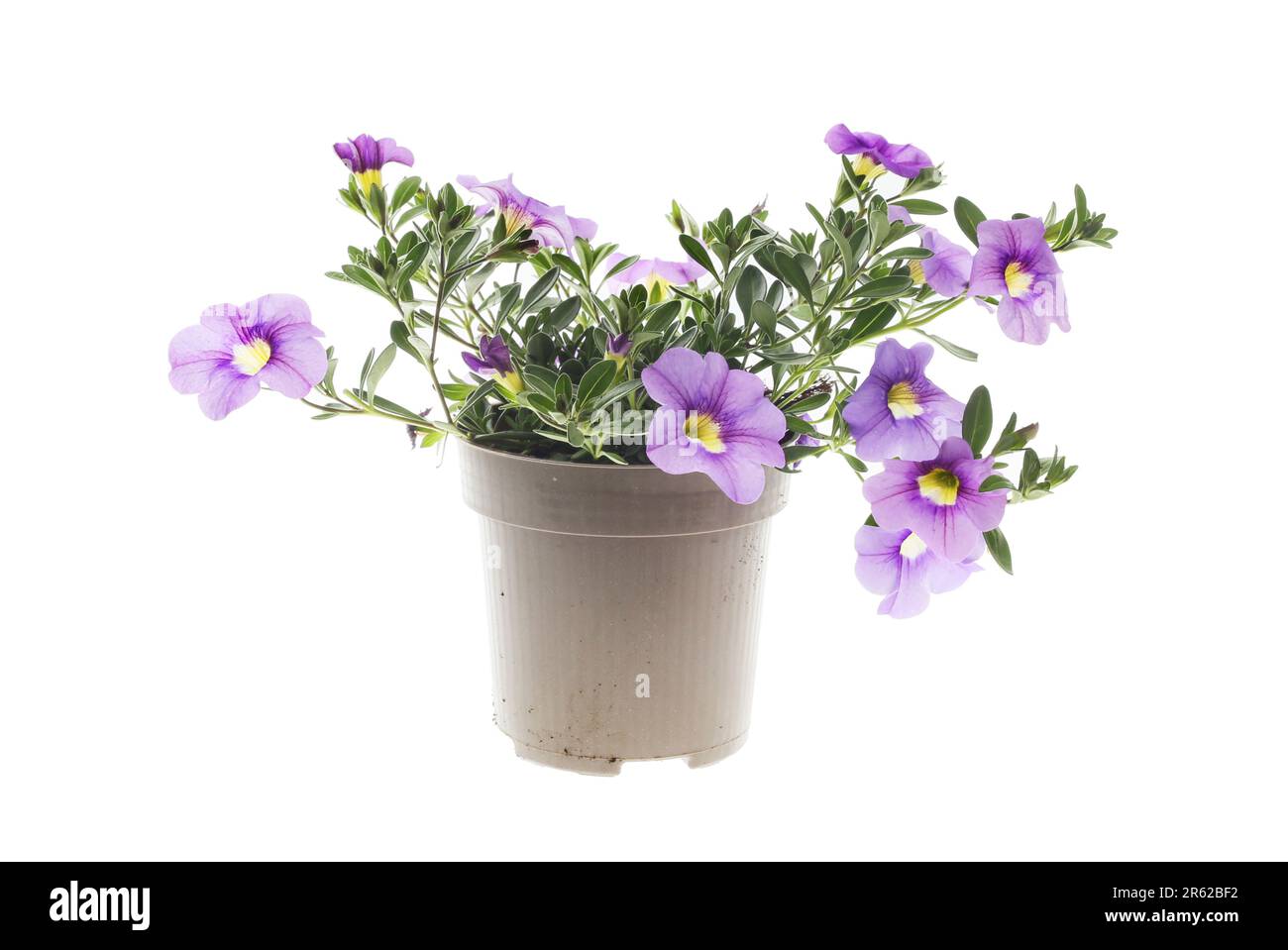 Flowering calibrachoa plant in a pot isolated against white Stock Photo