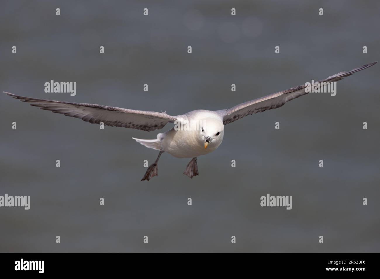 Fulmar in flight. Stock Photo