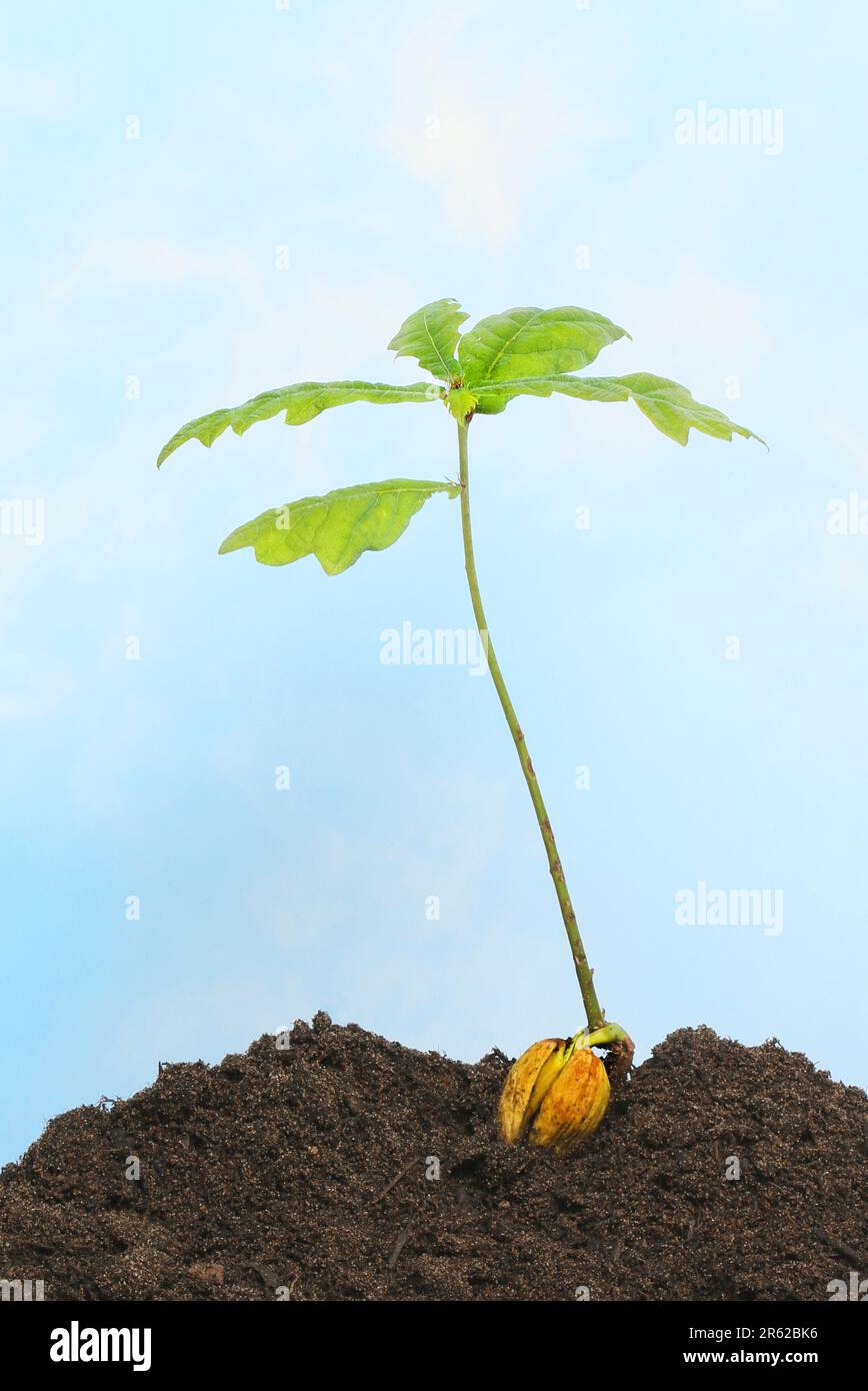 Oak sapling growing from a split acorn against a blue sky Stock Photo