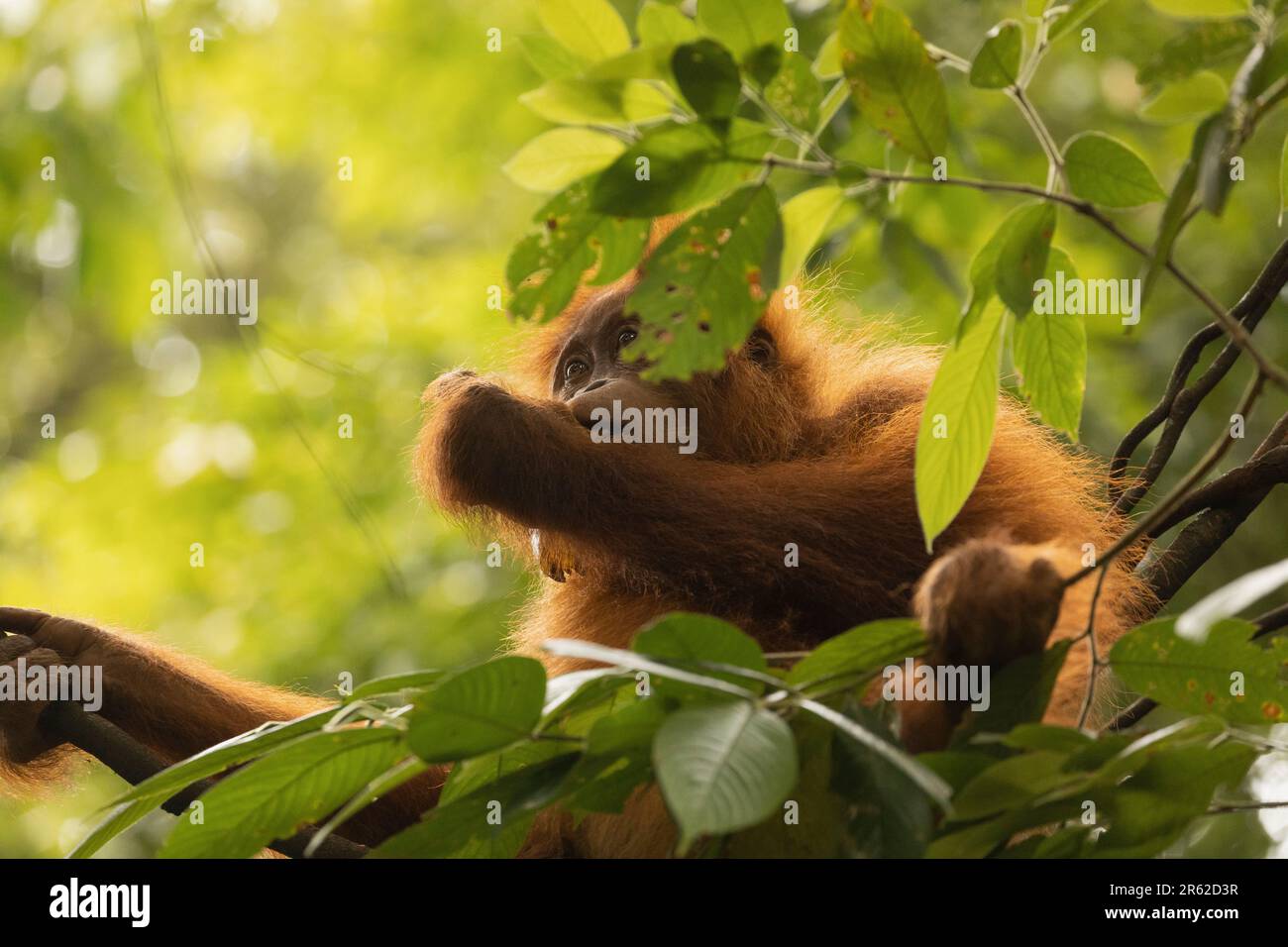 Wild female Sumatran Orangutan, eating leaves, and living in the