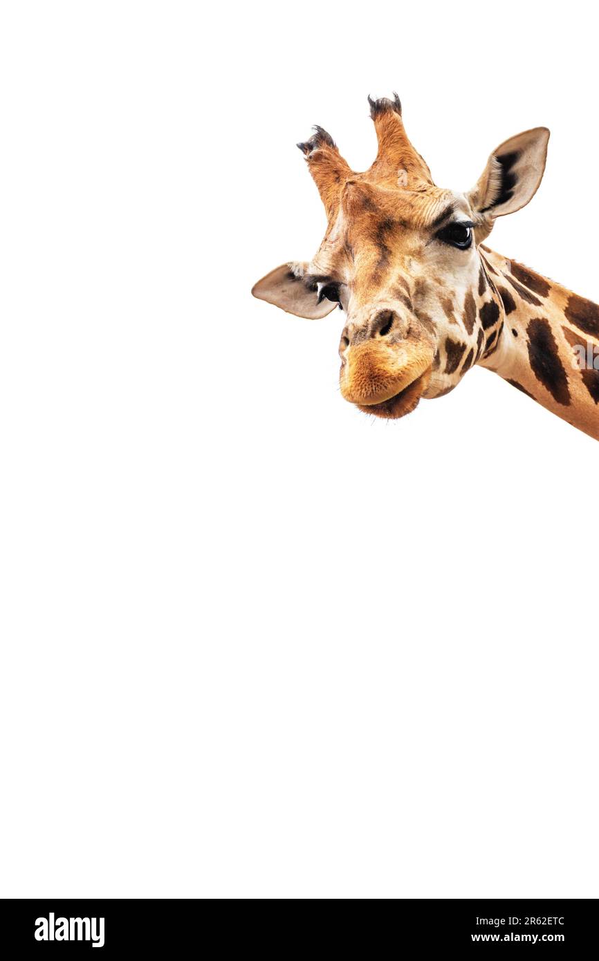 Beautiful giraffe head isolated on white background. Stock Photo