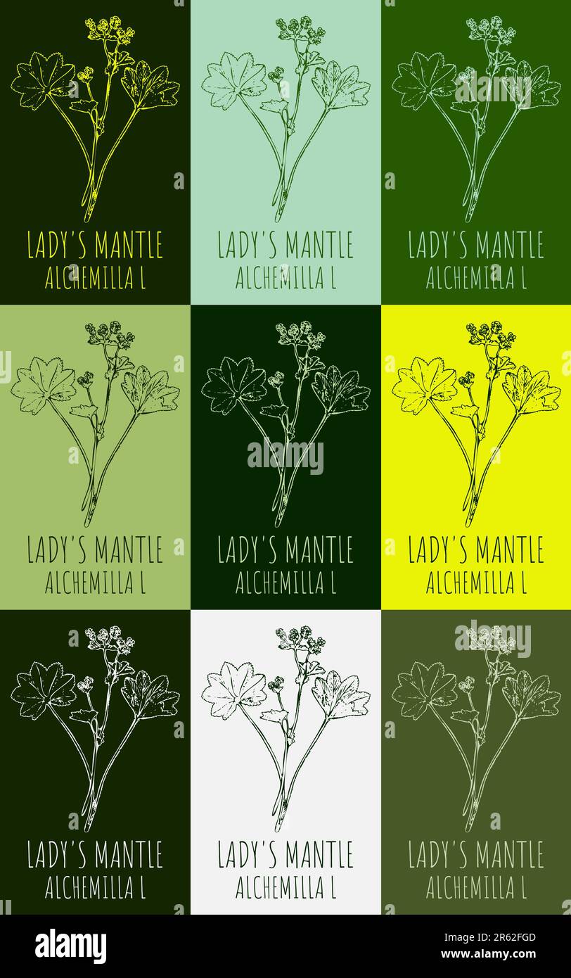 Set of drawing of LADY'S MANTLE in various colors. Hand drawn illustration. Latin name Alchemilla vulgaris L. Stock Photo