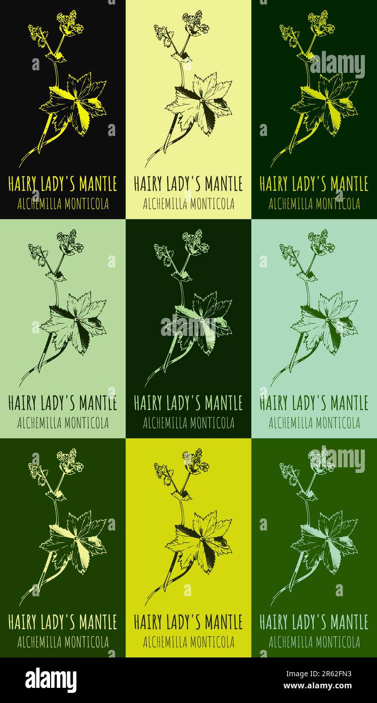 Set of drawing of HAIRY LADY'S MANTLE in various colors. Hand drawn illustration. Latin name Alchemilla monticola. Stock Photo