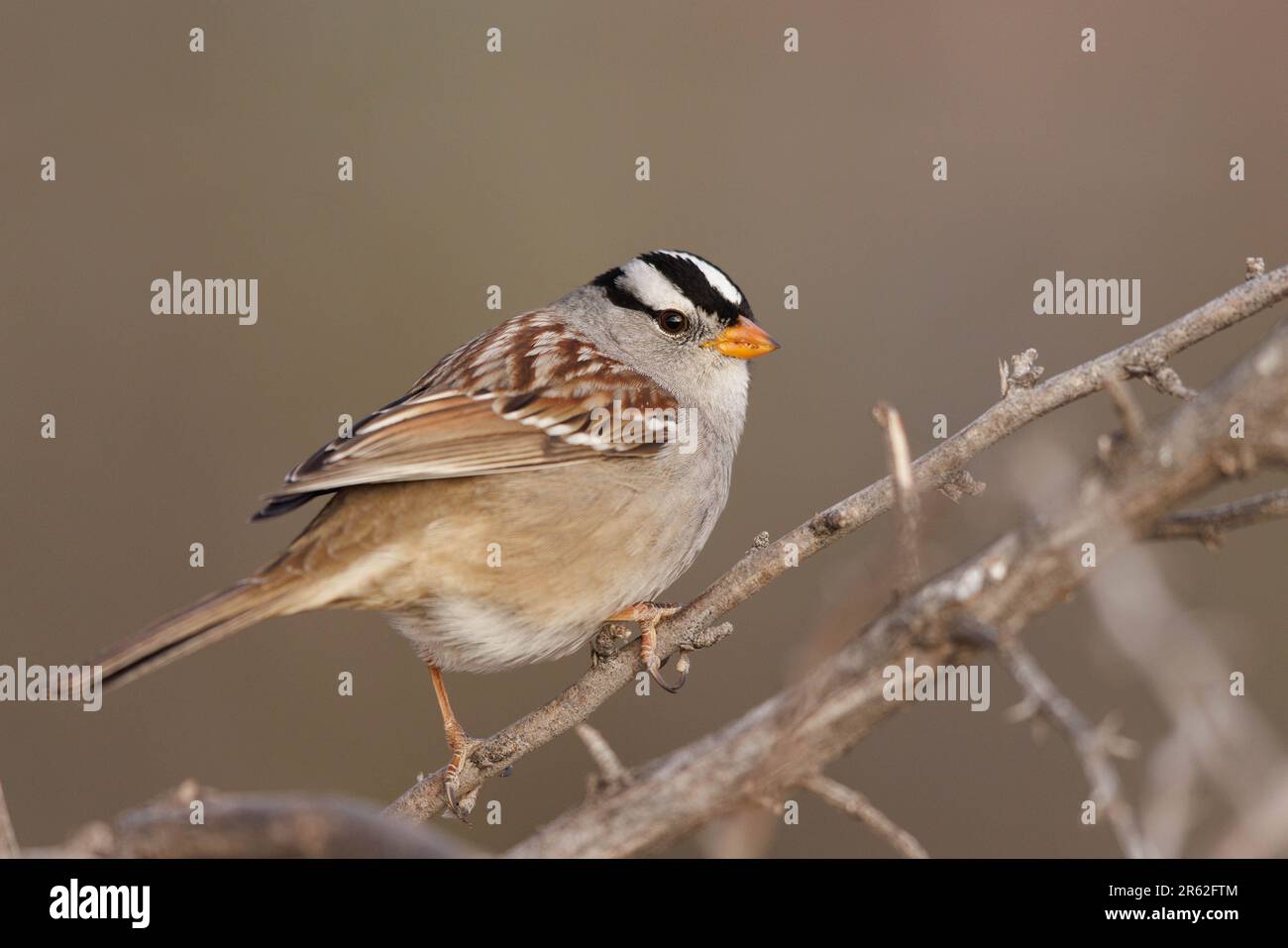 Male White-crowned Sparrow, Bosque del Apache National Wildlife Refuge, New Mexico, USA. Stock Photo