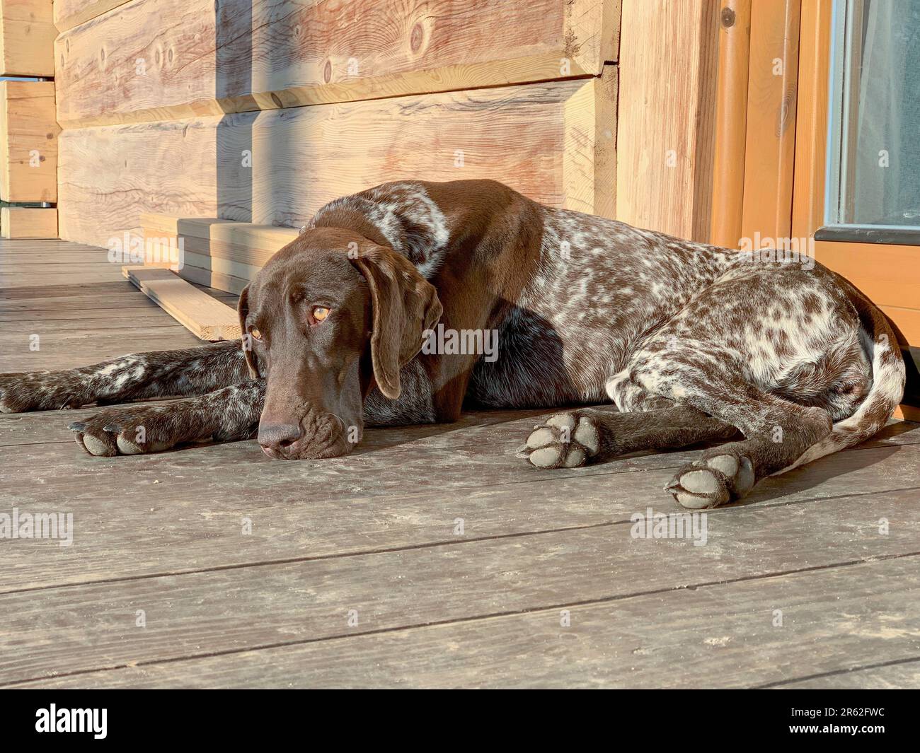 Sleeping dog German Shorthaired Pointer Stock Photo Alamy