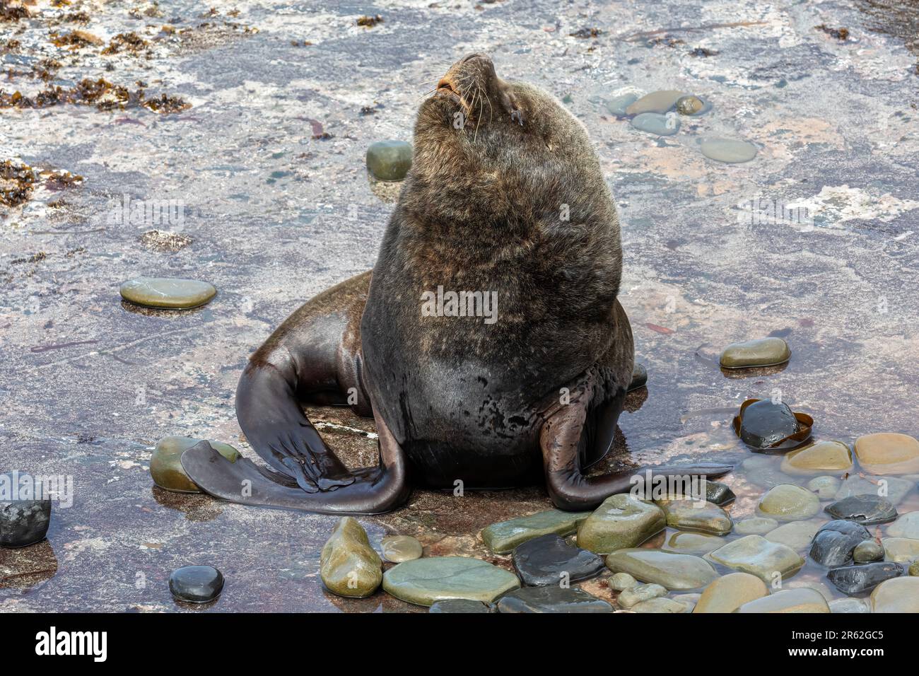 Southern Sea Lion Stock Photo