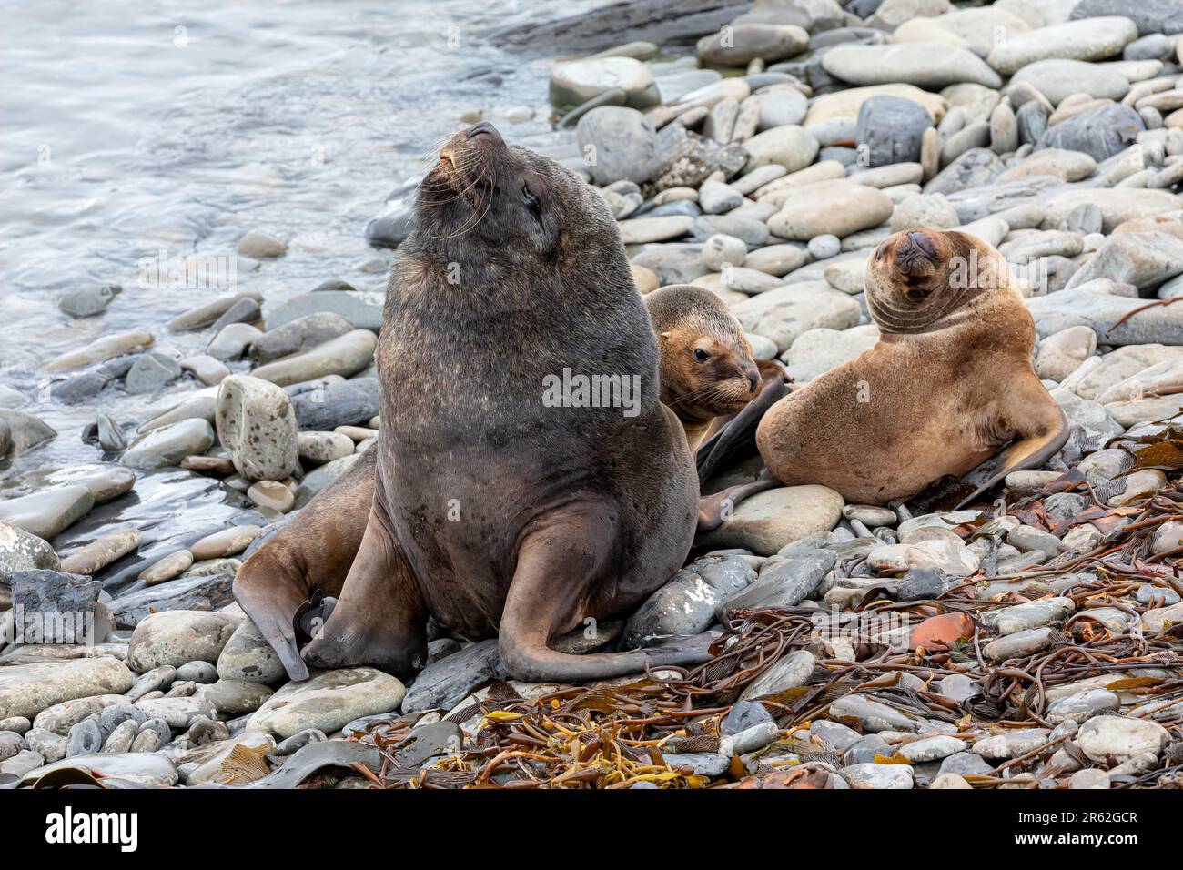 Southern Sea Lion Stock Photo