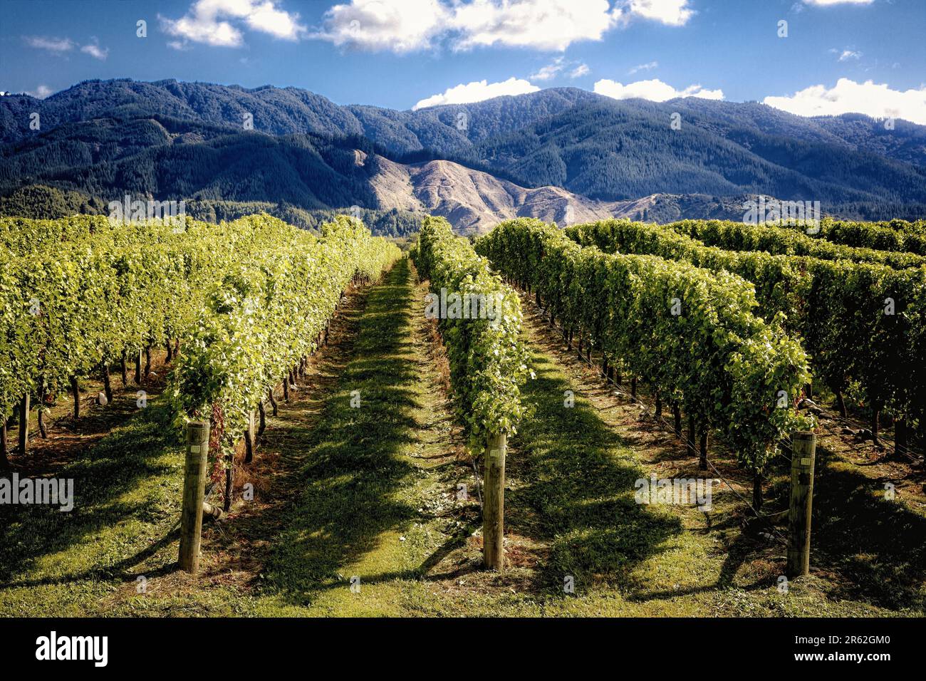 Rows and rows of vines stretch across the Marlborough Region on the South Island of New Zealand. Stock Photo