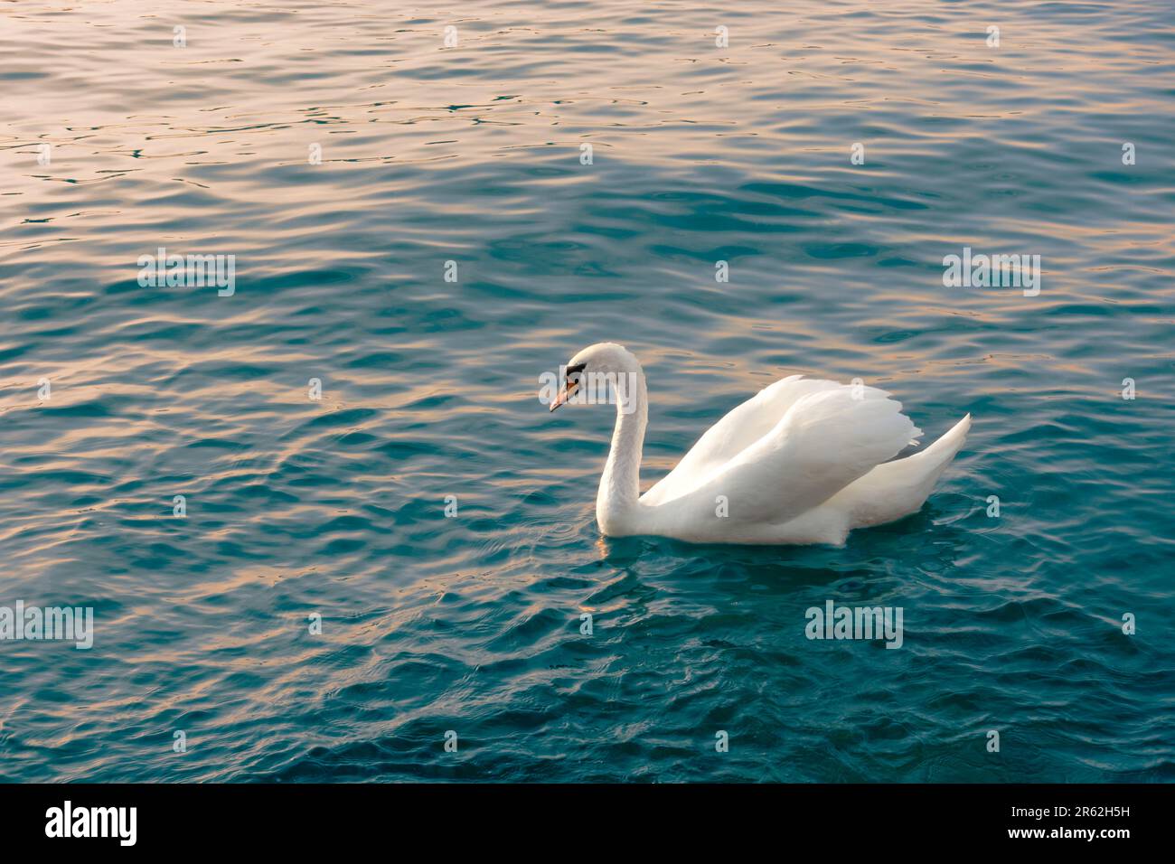 White mute swan with raised wings and curved neck swimming in calm water in the evening light Stock Photo