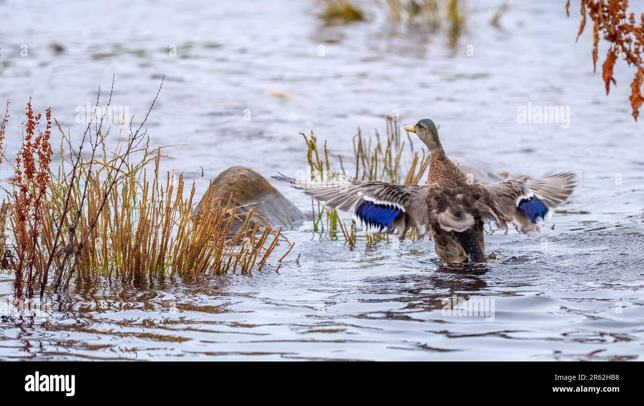 Male mallard in eclipse plumage taking off from a river Stock Photo Alamy