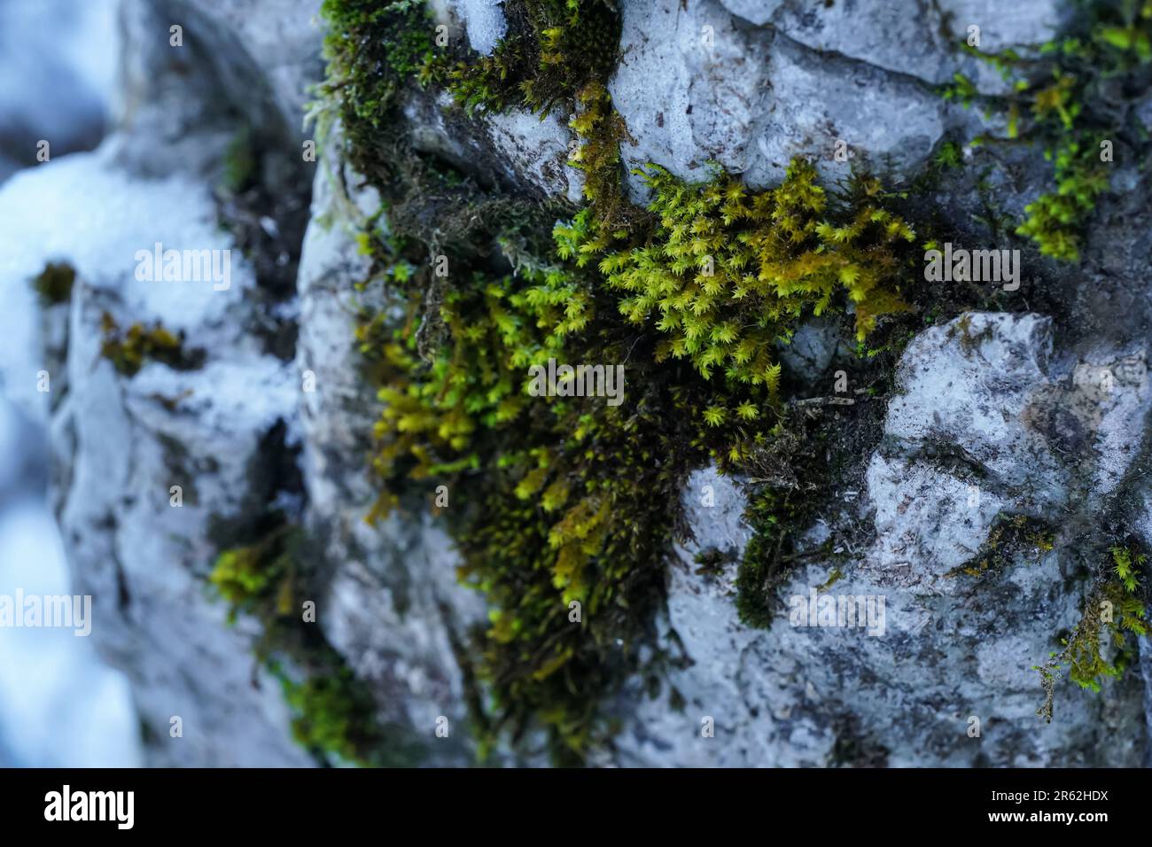Fine green moss growing in forest on white rocks - blurred snow background, closeup macro detail Stock Photo