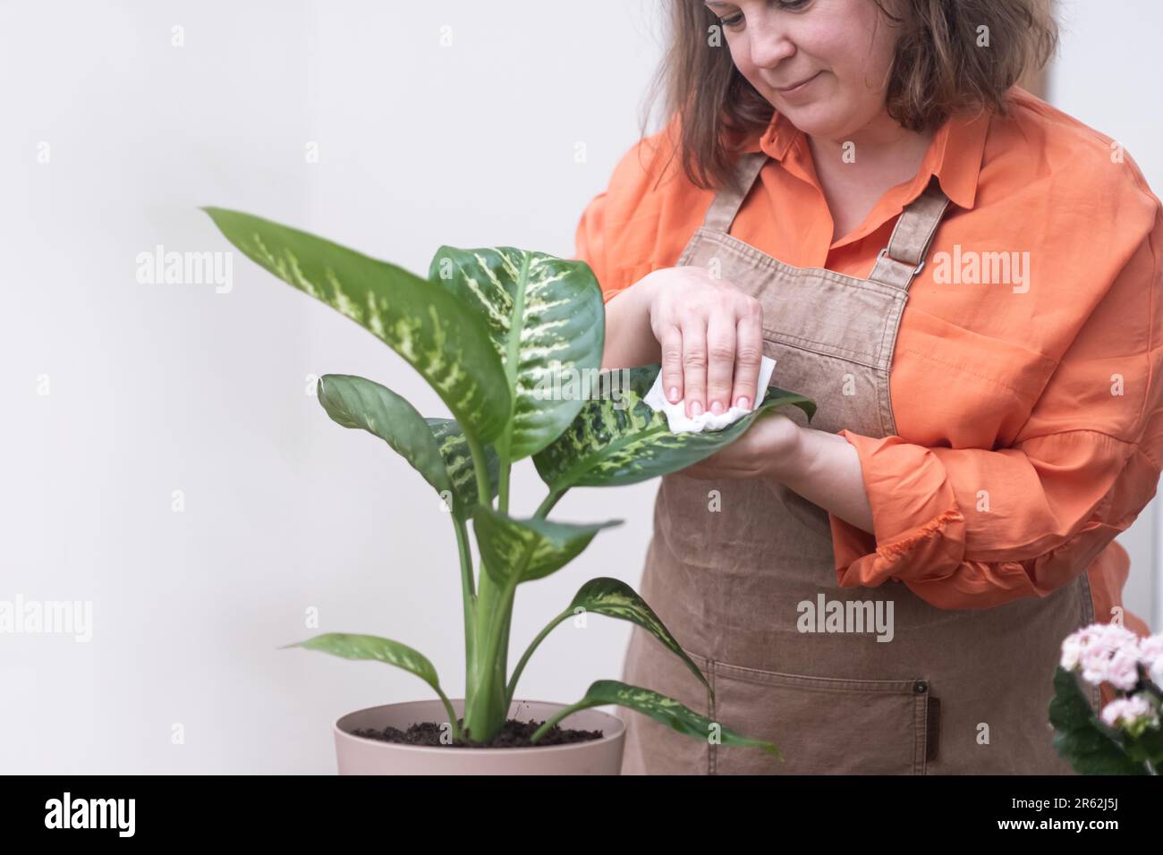 plant care woman wiping cleaning leaf of dieffenbachia transplanted ...