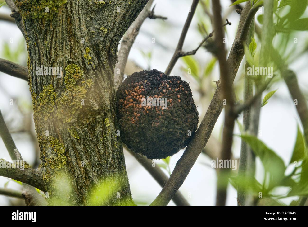 Forest pathology (phytopathology). Gall apple. Bacterial tumor of Agrobacterium tumefaciens, cancerous growth, canker on a tree. Plant diseases Stock Photo
