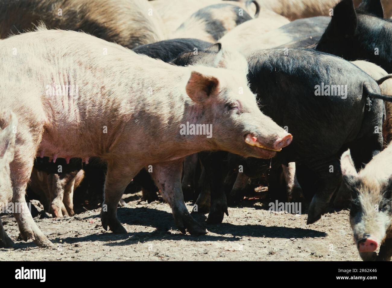 Swine husbandry. Ukrainian steppe pock-marked breed of pigs. Based on the Ukrainian white breed of rough build Stock Photo